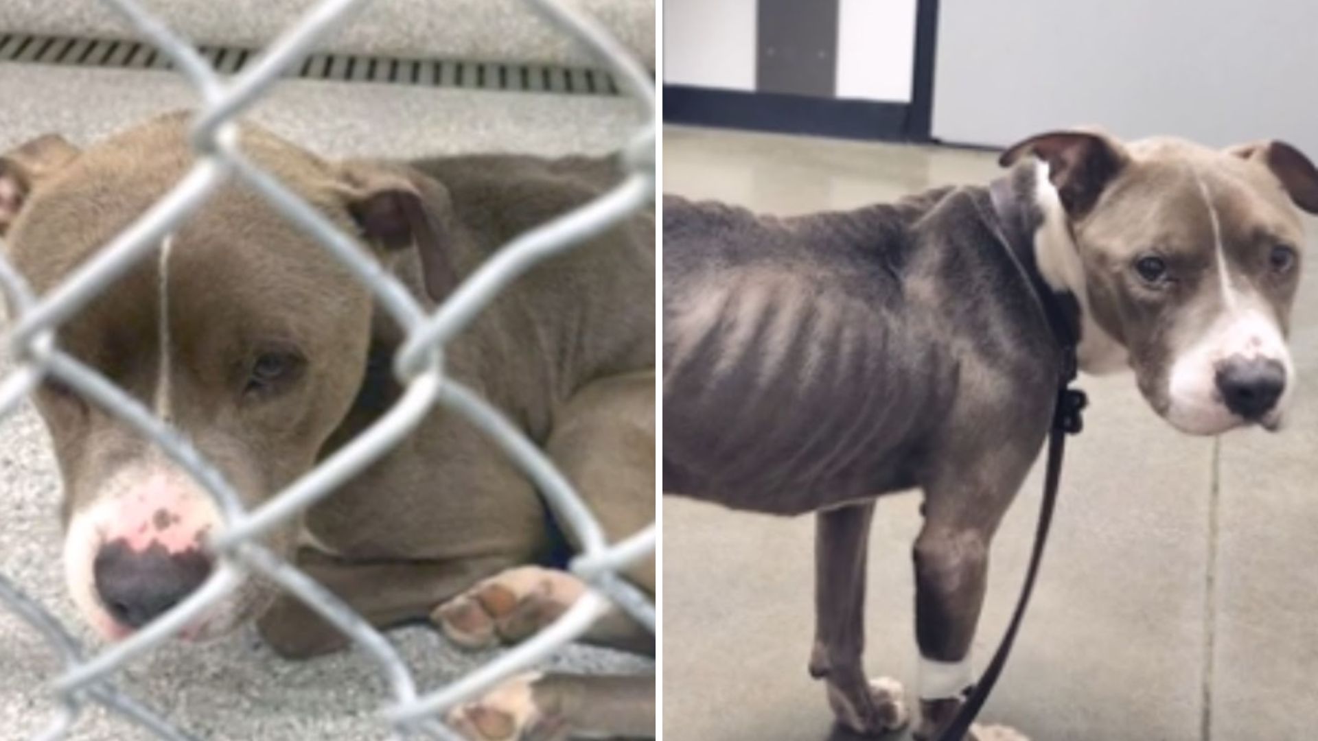 starved dog