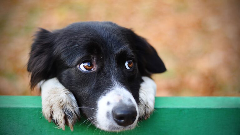 sad dog