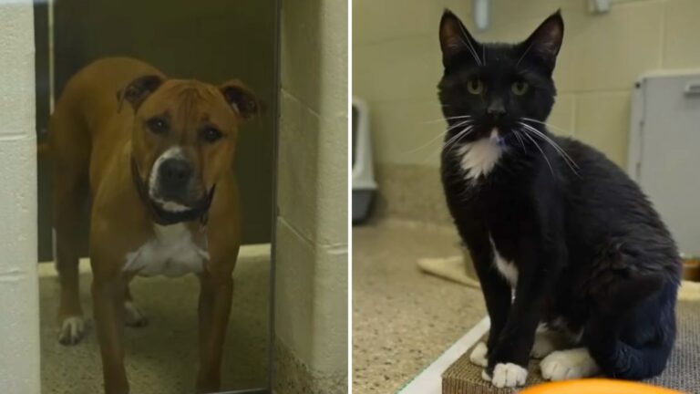 shelter overwhelmed by animal hoarding intakes