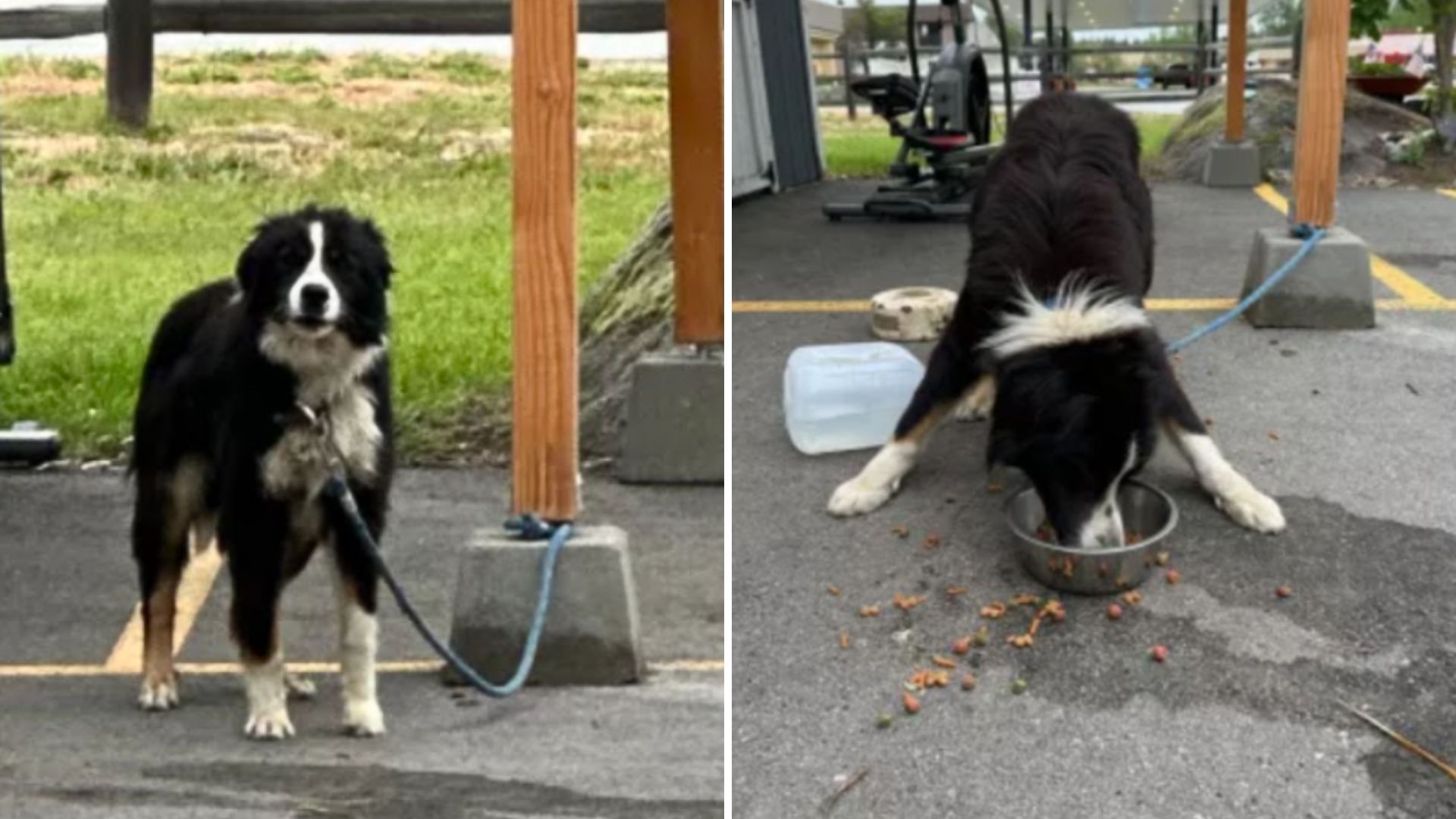 dog find tied border