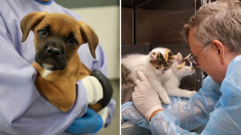 animal shelter overwhelmed with animals