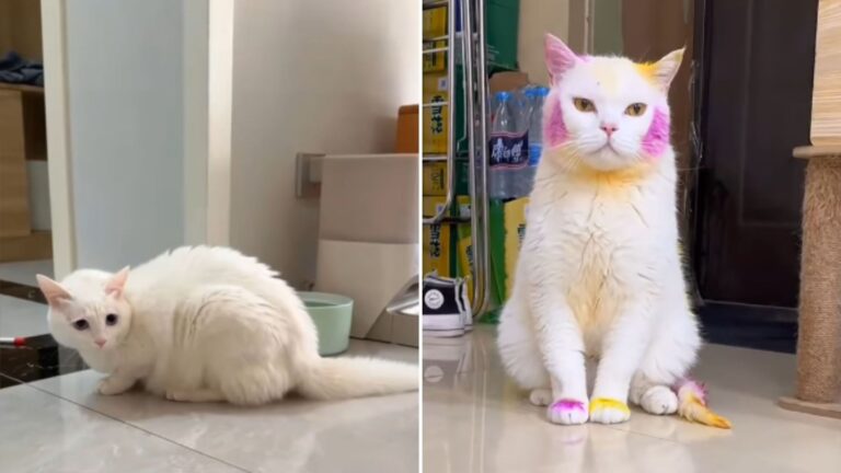 owner dyes cats fur