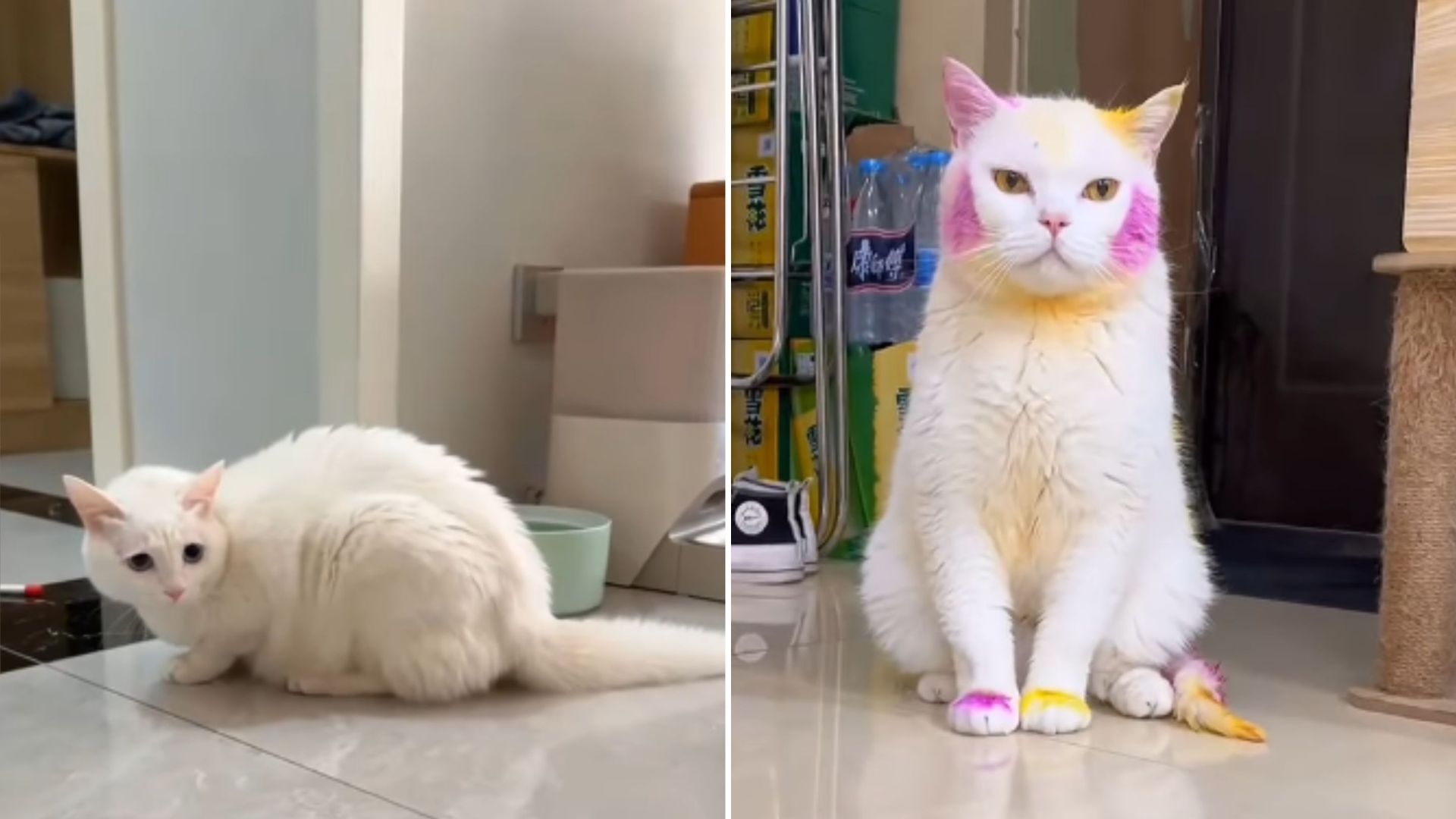owner dyes cats fur