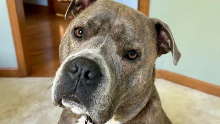 pittie trapped in burning home gets rescued