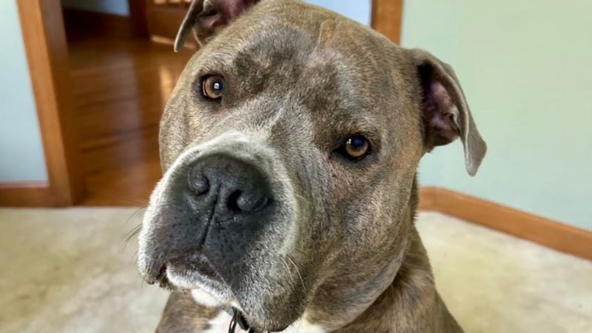 pittie trapped in burning home gets rescued