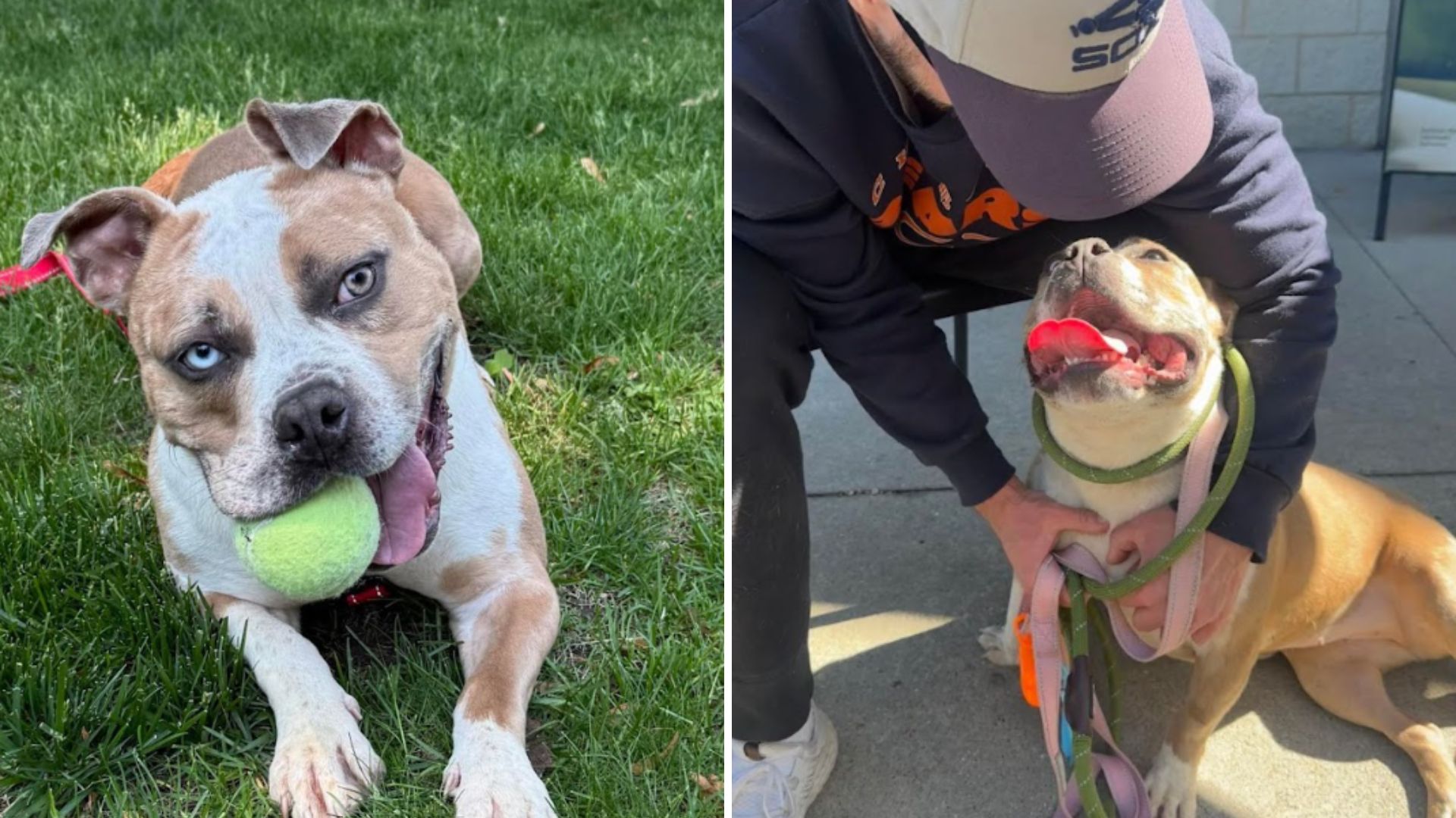 lively shelter pup keeps being rejected
