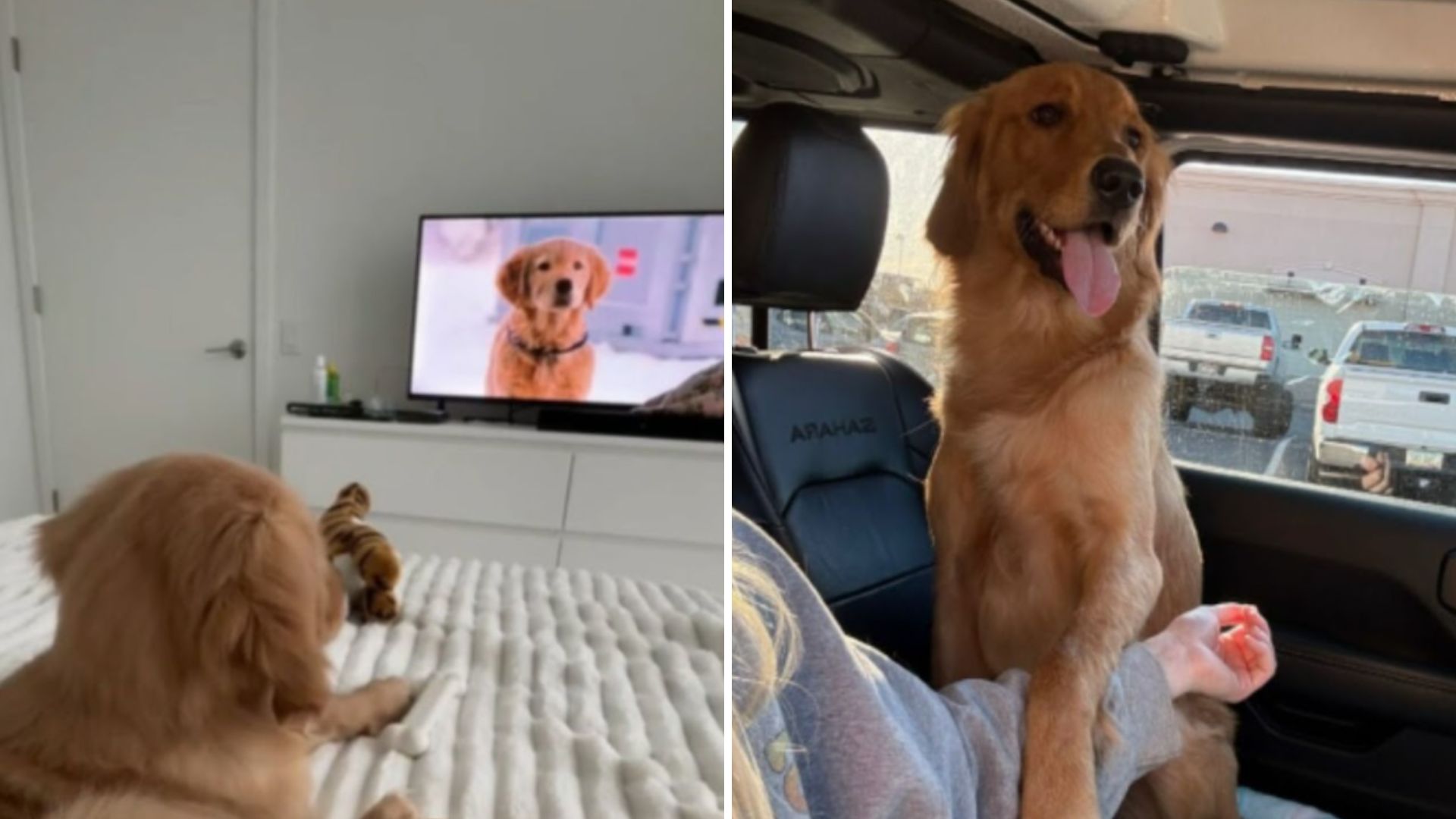 cute golden retriever