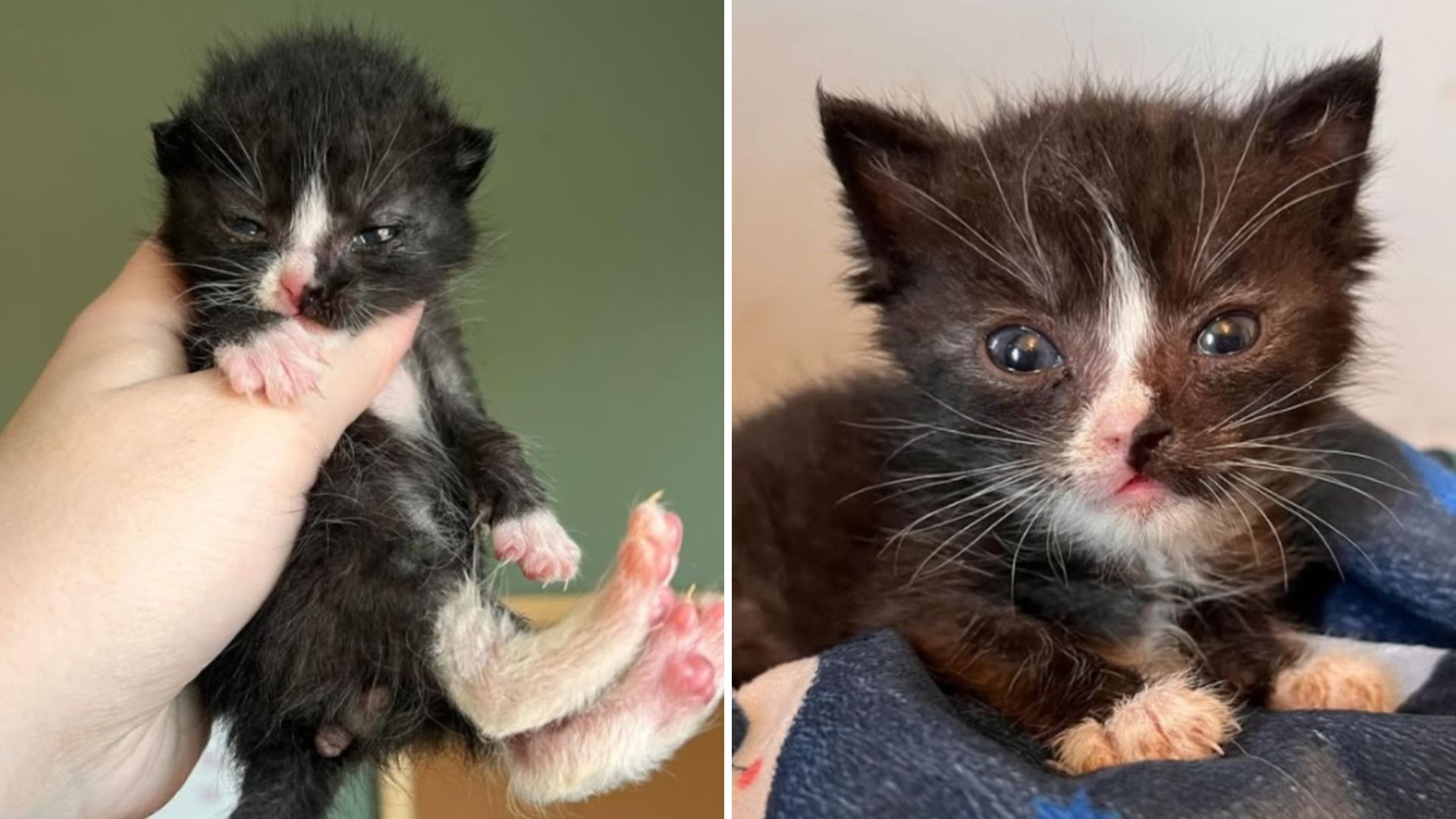 two kittens