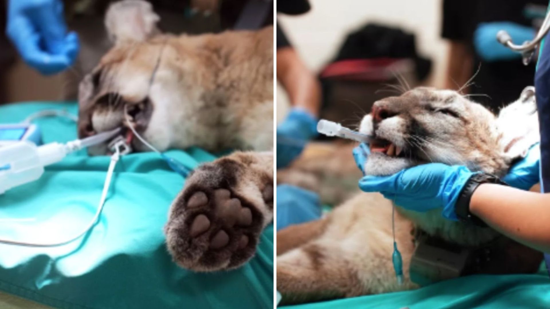 Baby Mountain Lion