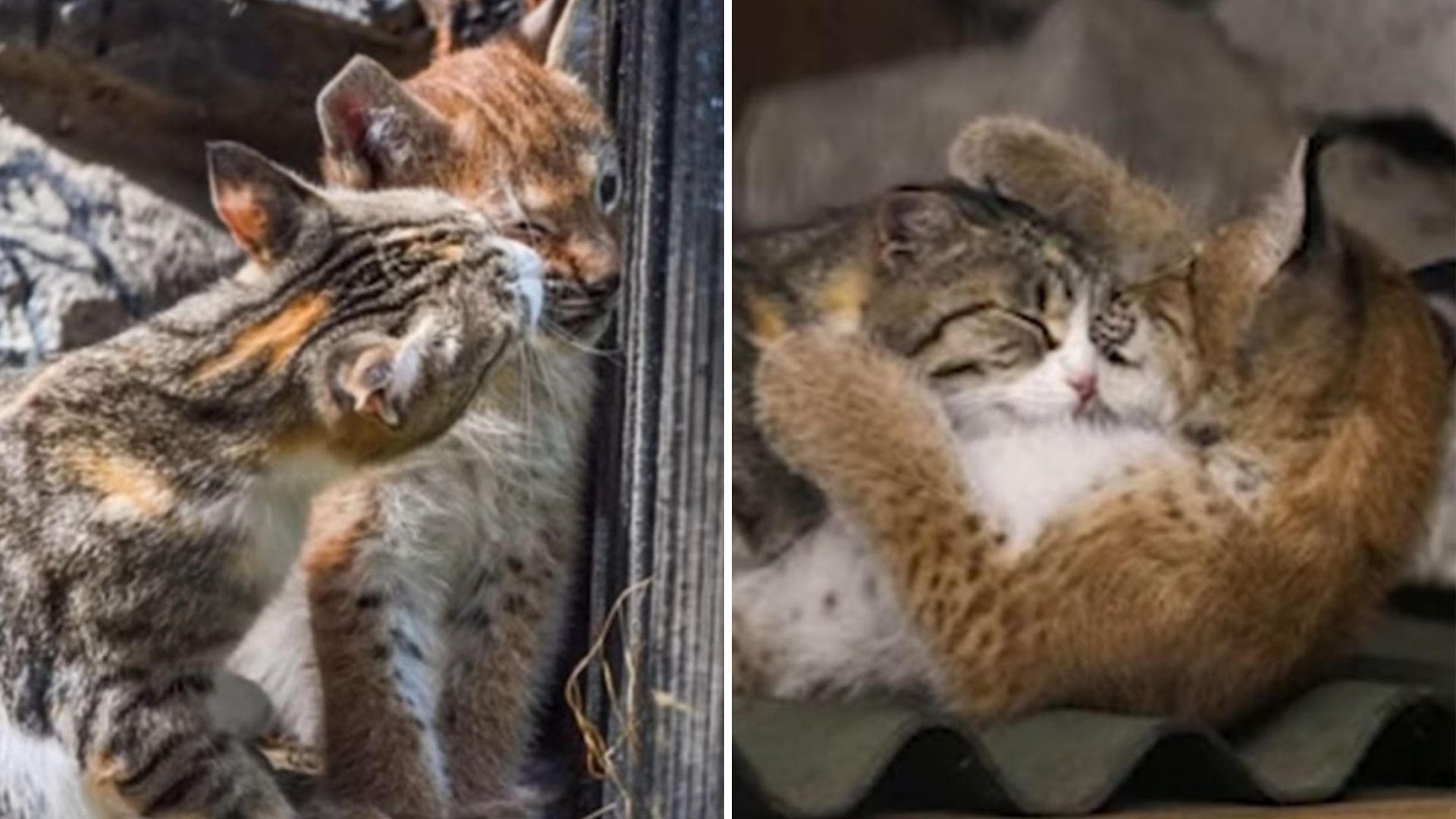 cat and baby lynx