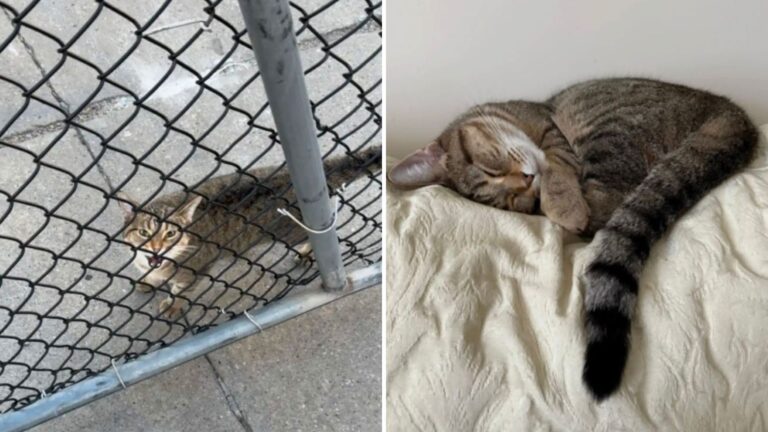 man finds cat at lowes