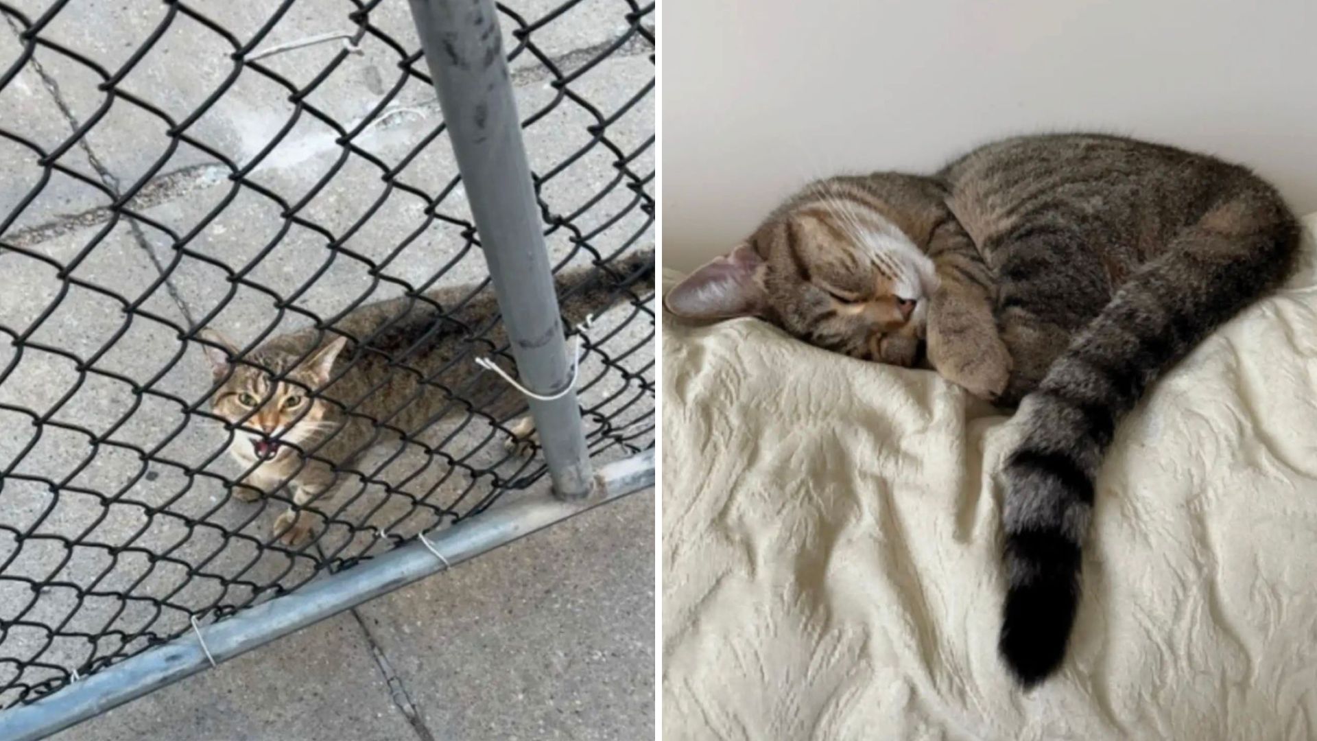 man finds cat at lowes