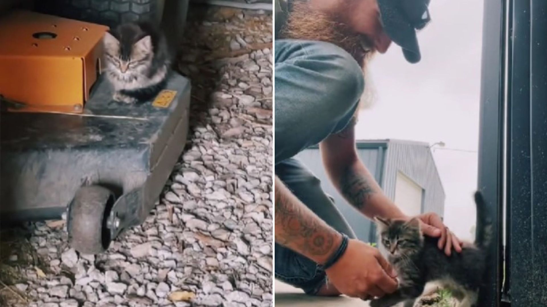 kitten sleeping in owner's beard