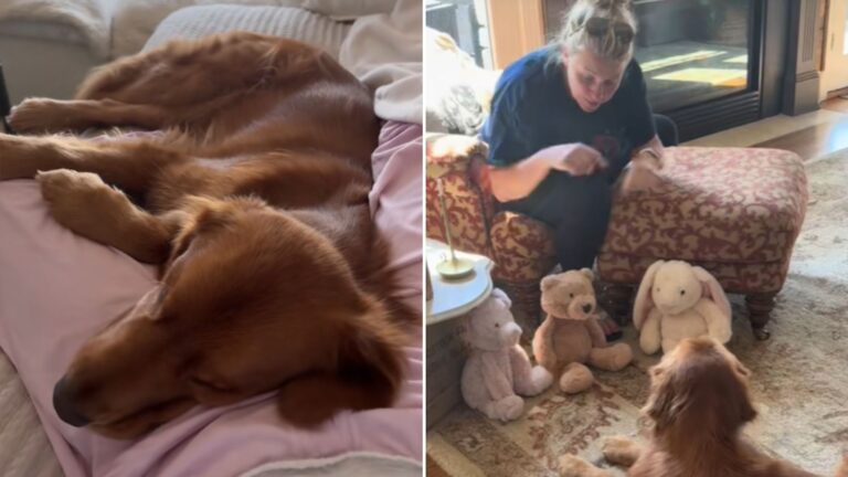 injured golden retriever gets special gift