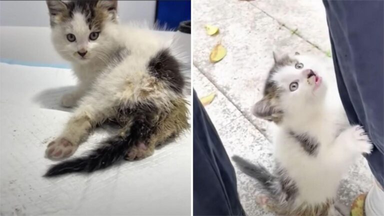 injured kitten