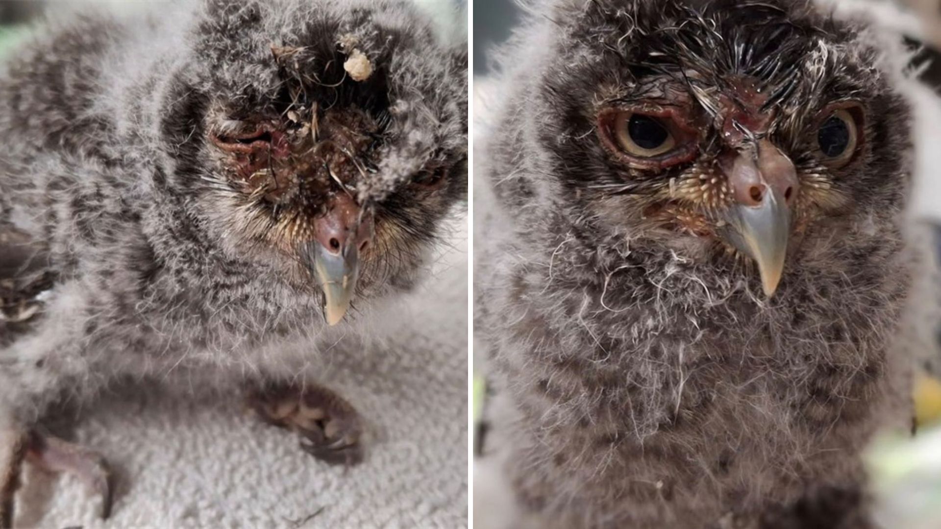 man finds injured owl on roadside
