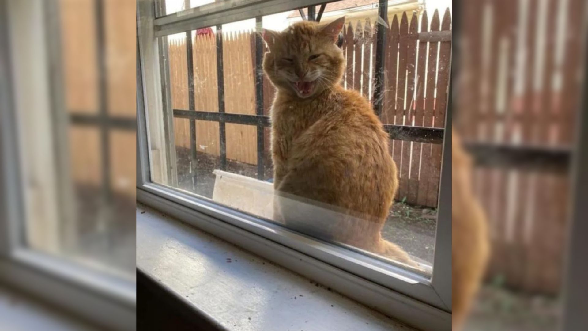 injured stray cat