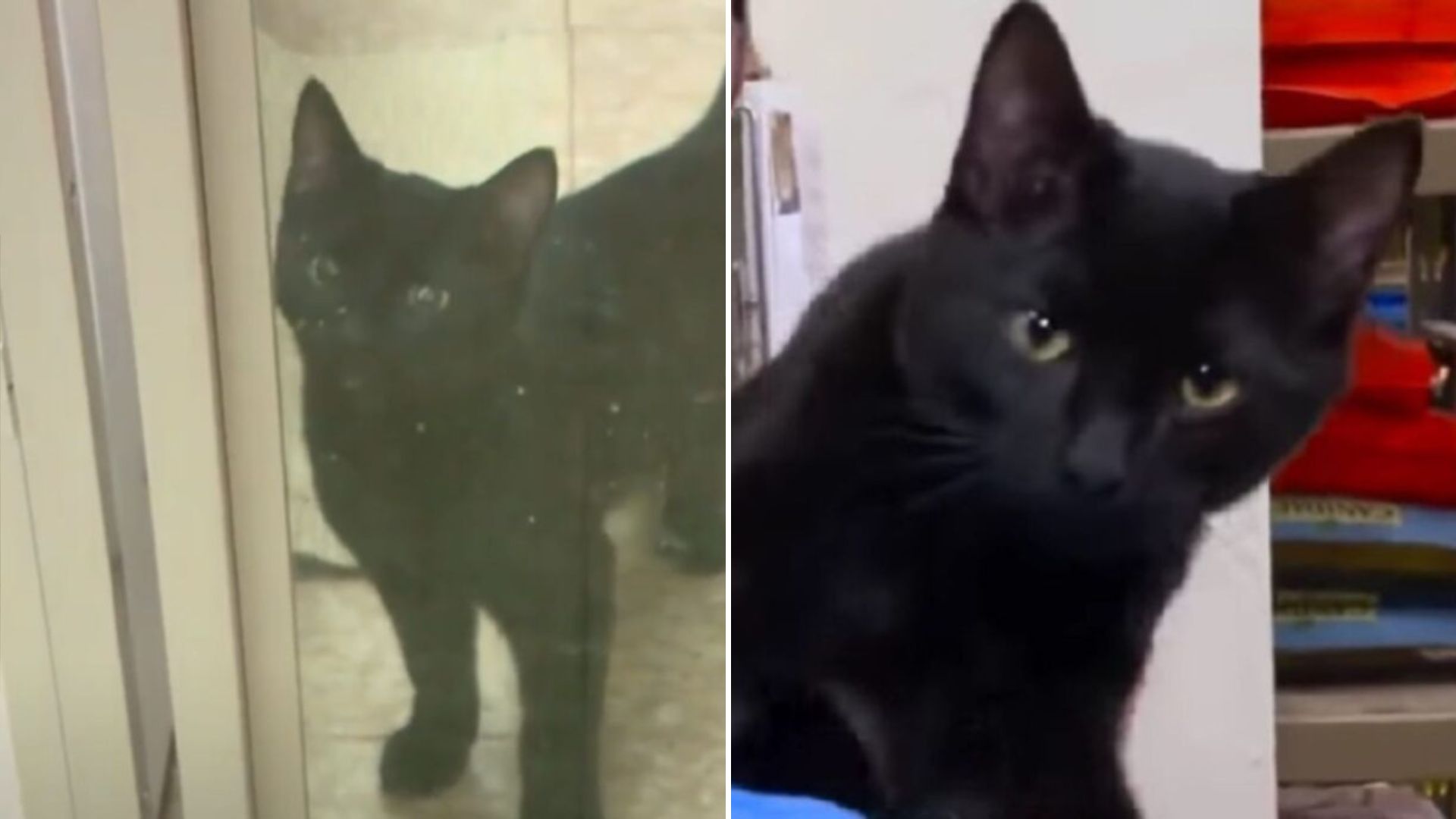 black cat