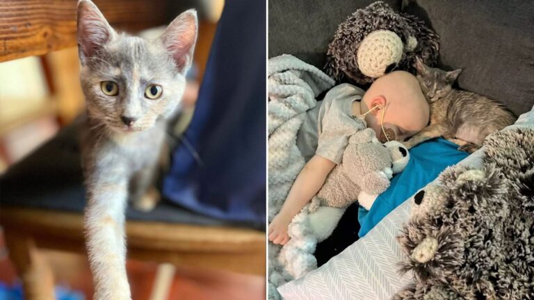 cat sticks to toddler during his cancer