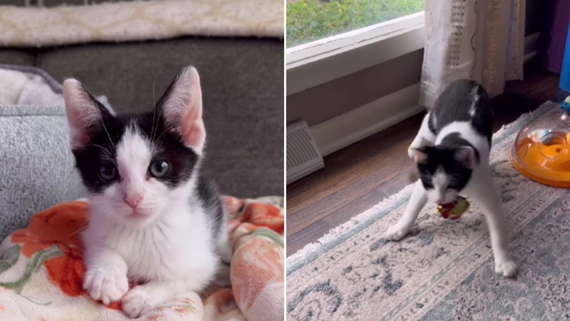 kitten with wobbly legs