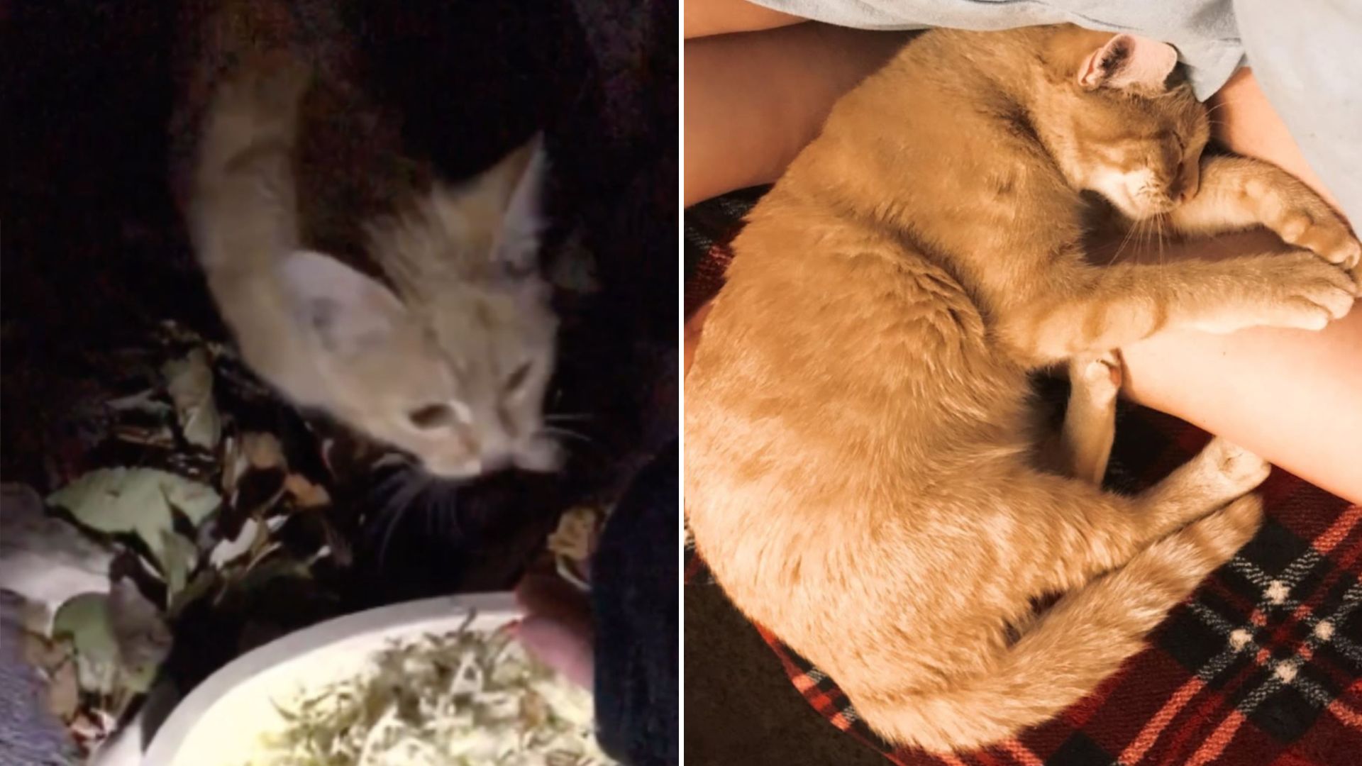 rescue cat