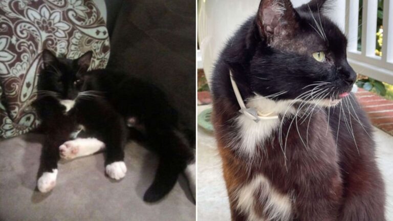 missing cat