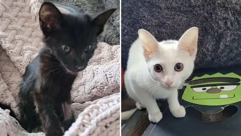 Kentucky Kittens Rescued From Under Truck Discover Comfort In Each Other