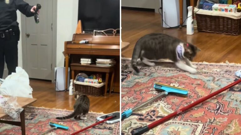 cat indoors