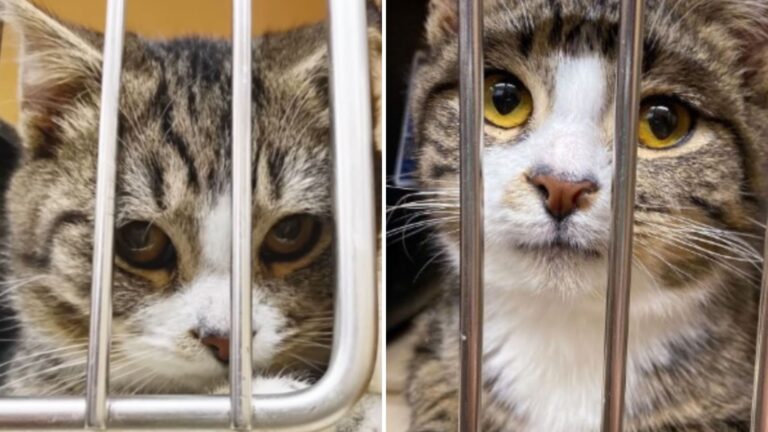shelter cat makes the saddest face to get adopted