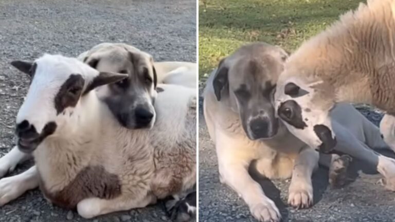 lamb and dog