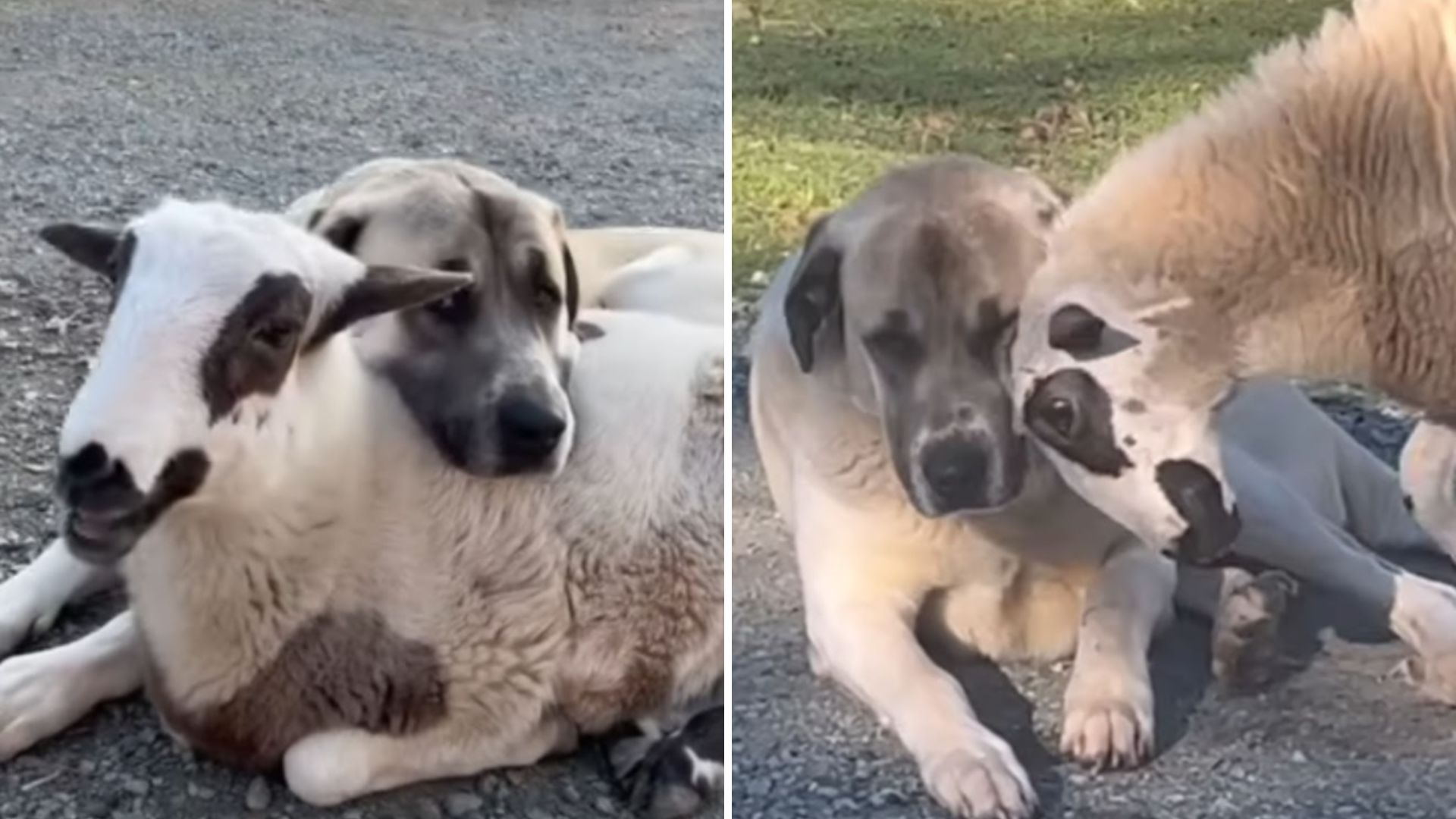 lamb and dog
