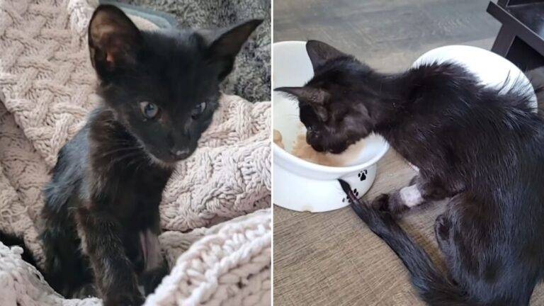 rescued kitten gets sister