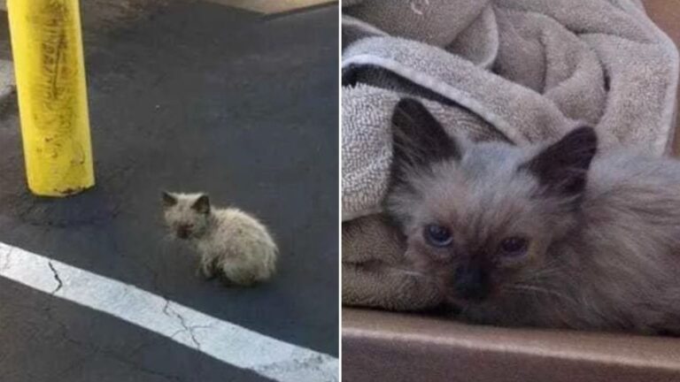 tiny kitten saved