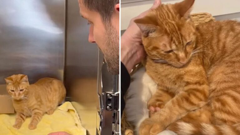 ginger cat