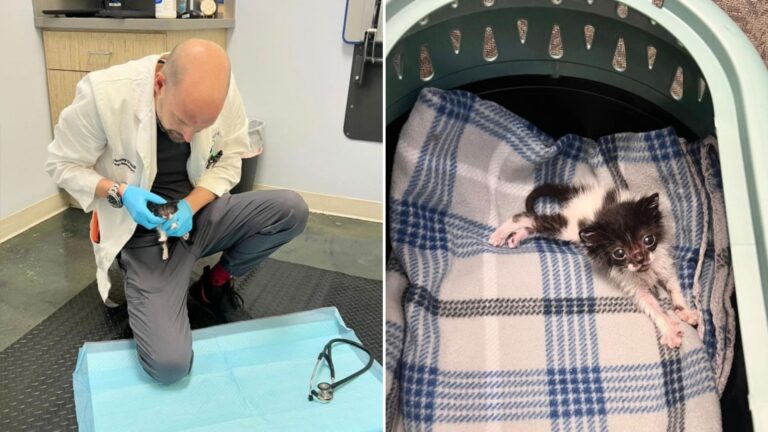 Kitten Battling Pneumonia