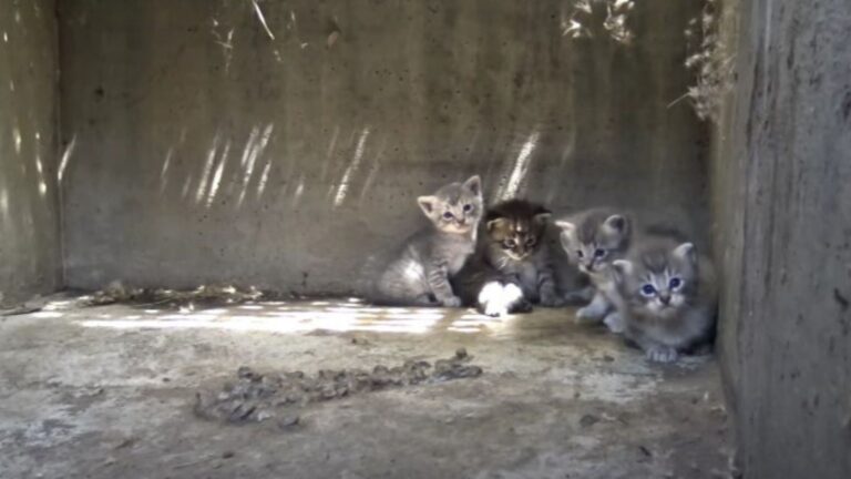 cats in la storm drain