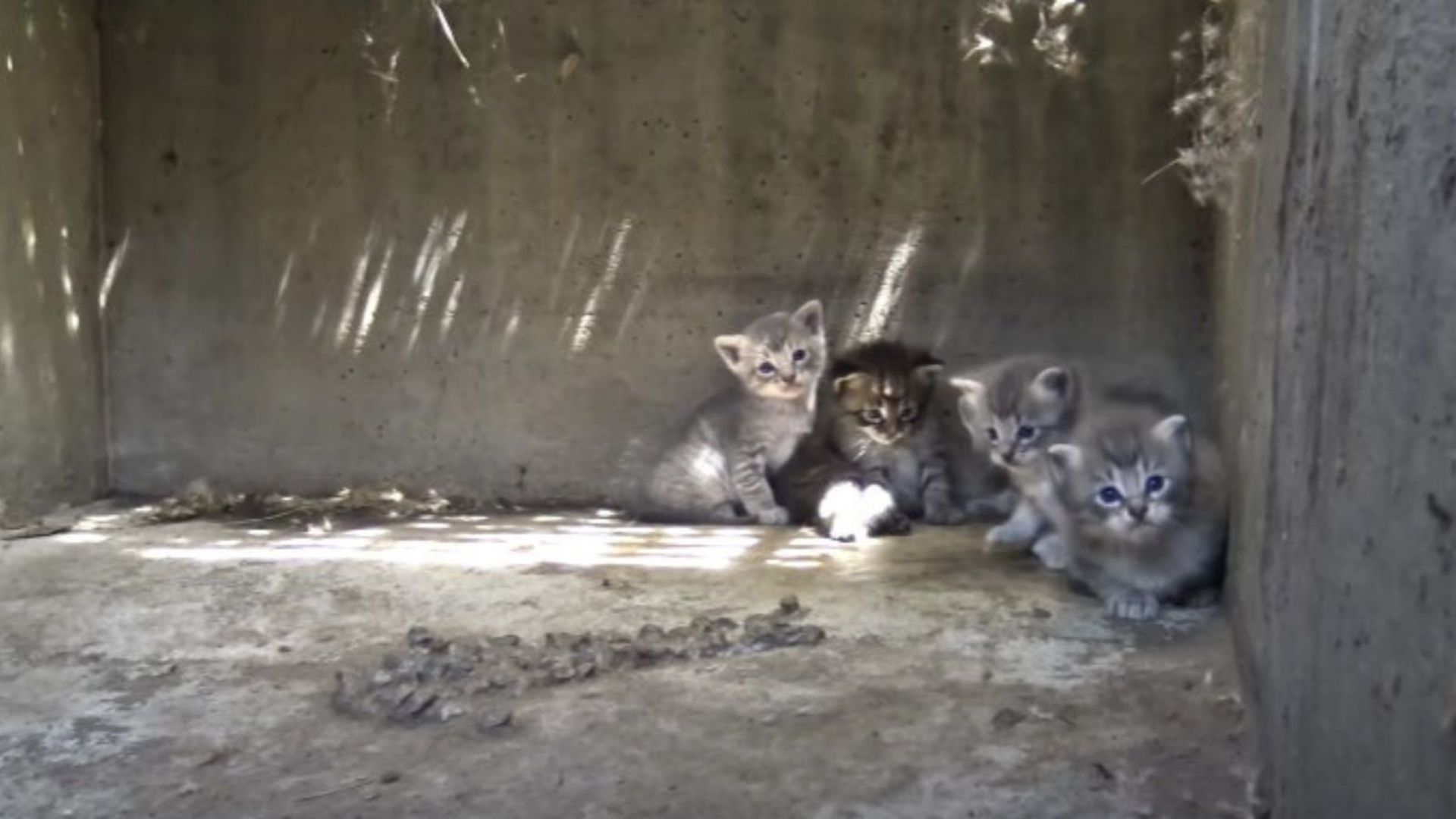 cats in la storm drain
