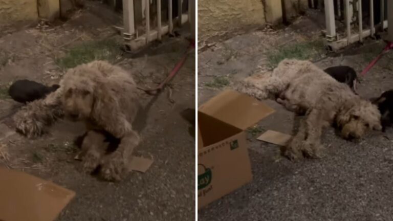 tied mama dog with puppies found