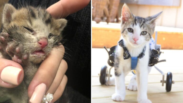 rocky the kitten survives against all odds