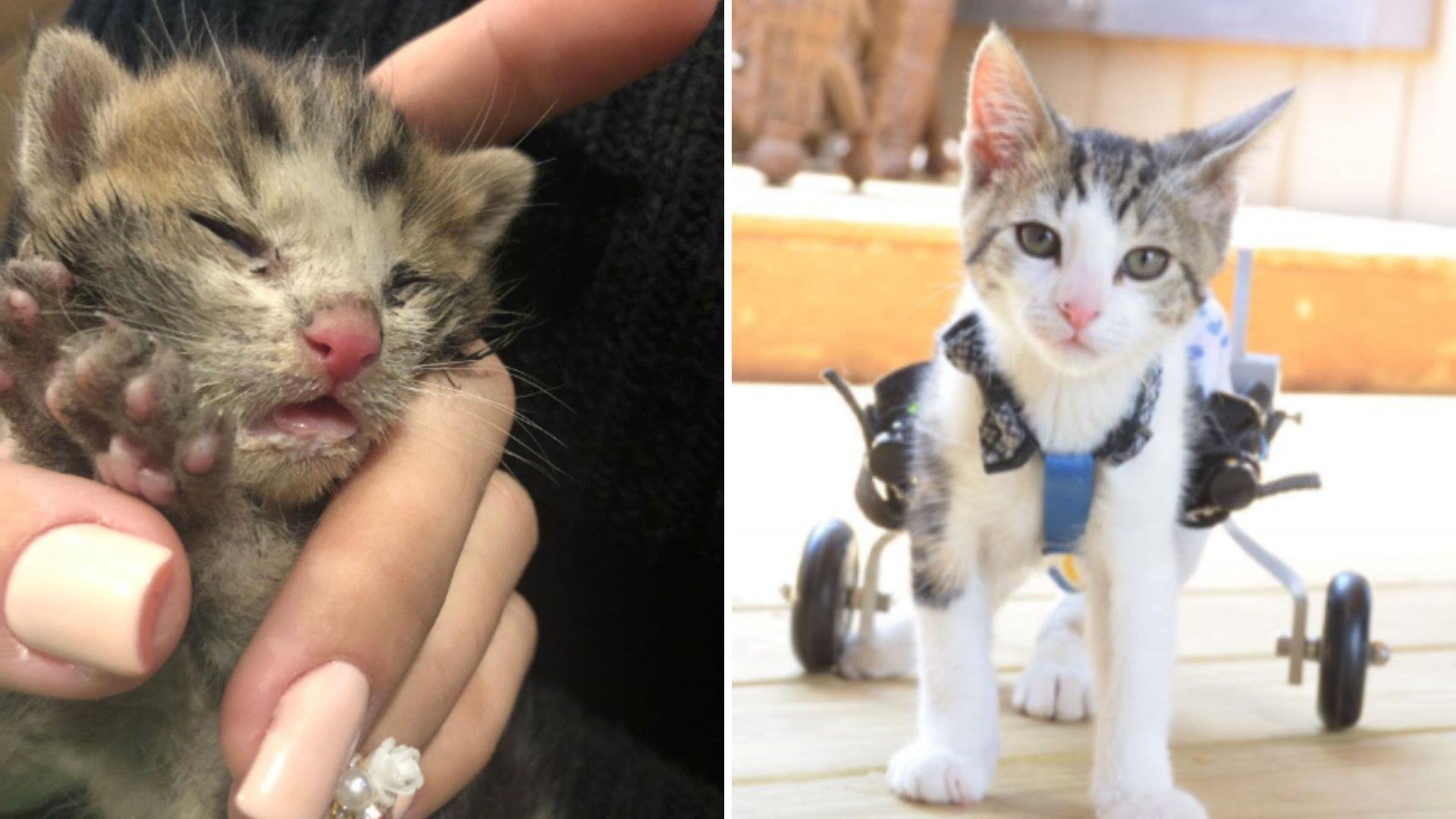 rocky the kitten survives against all odds