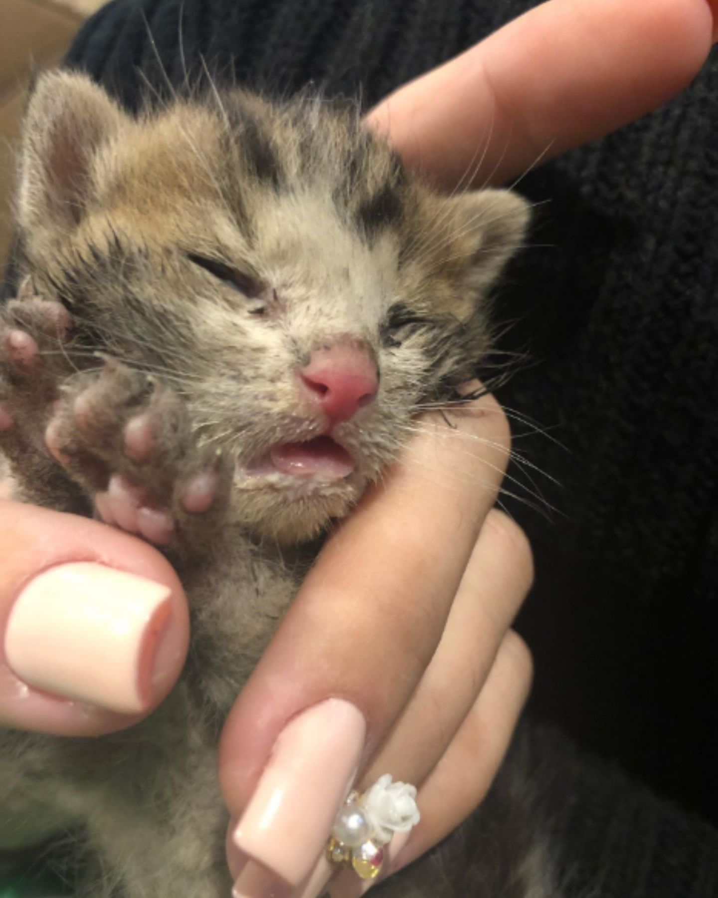Lifeless Kitten