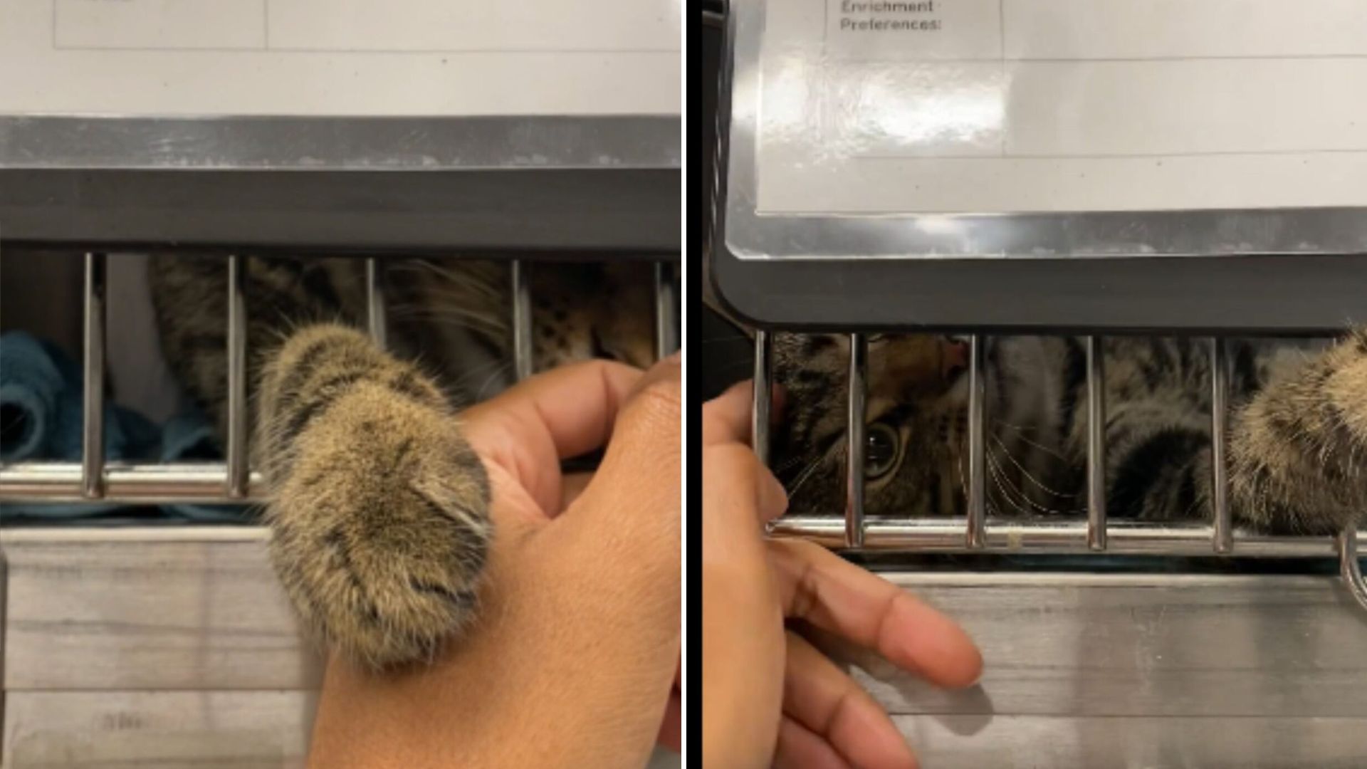 cat's paw