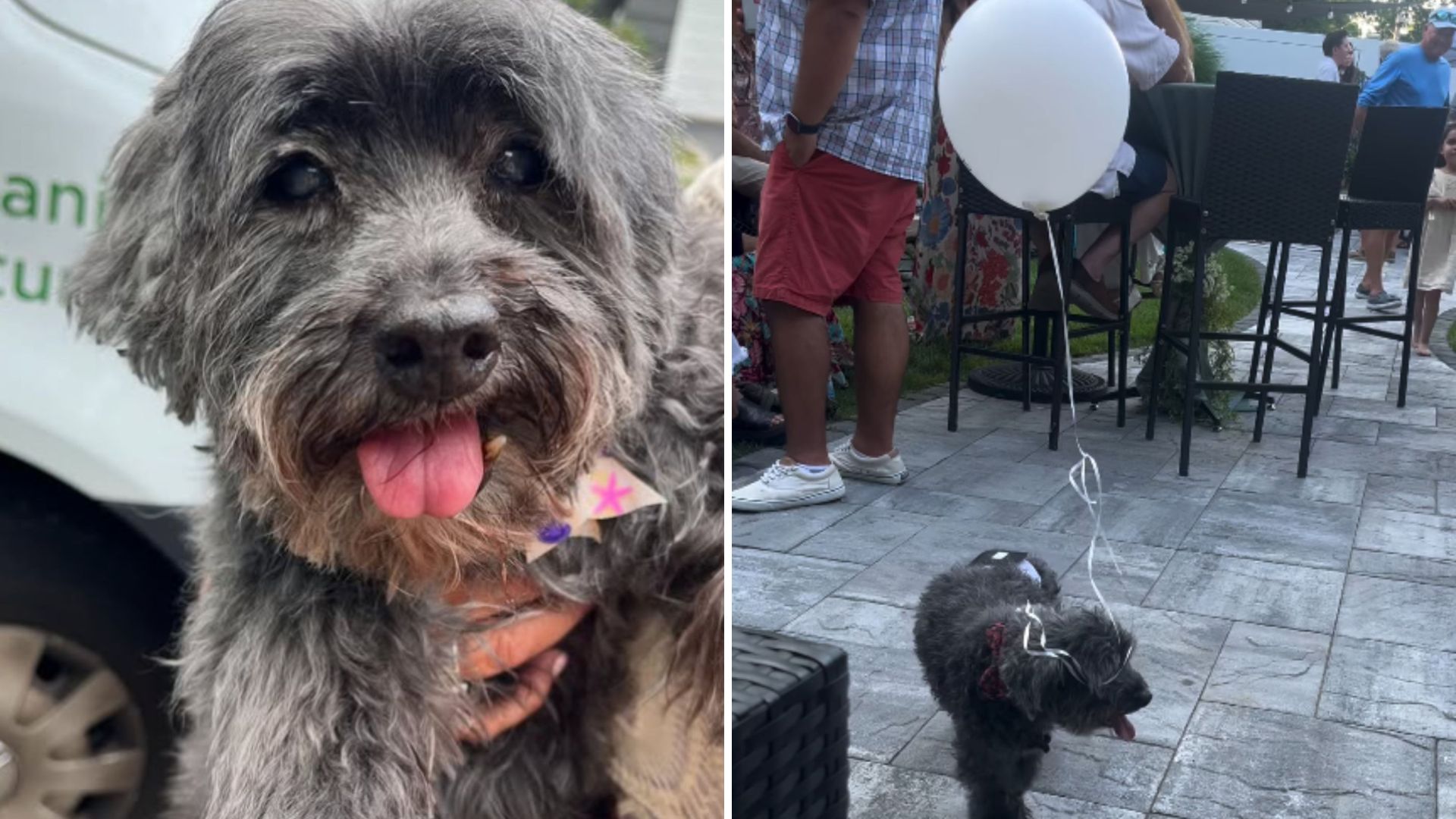 family ties ballon to their pup