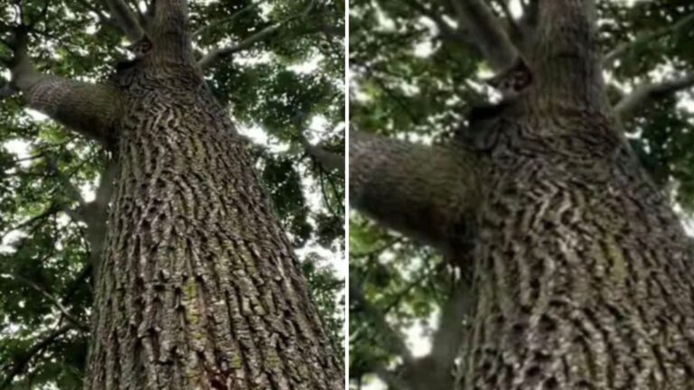 cat stuck in tree