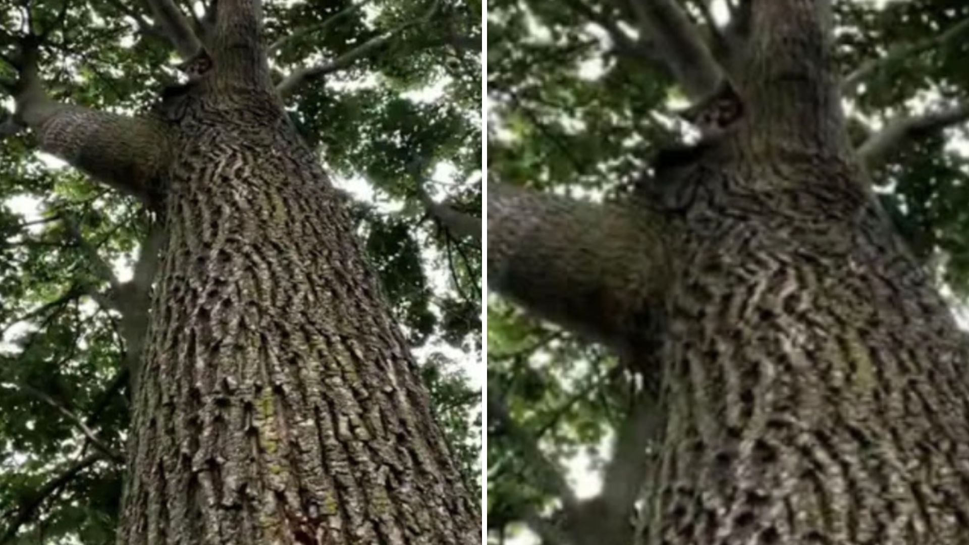 cat stuck in tree