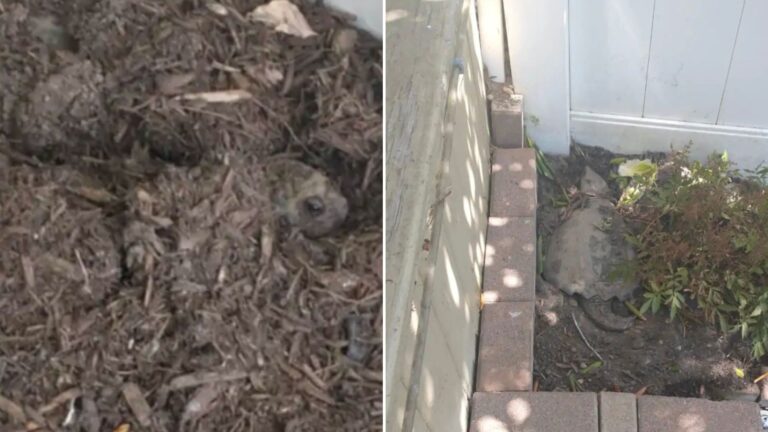 woman finds huge animal buried in mulch