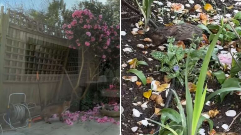 Long Island Woman Shocked When Her Flower Bed Turns Into A Home For A Tiny Creature