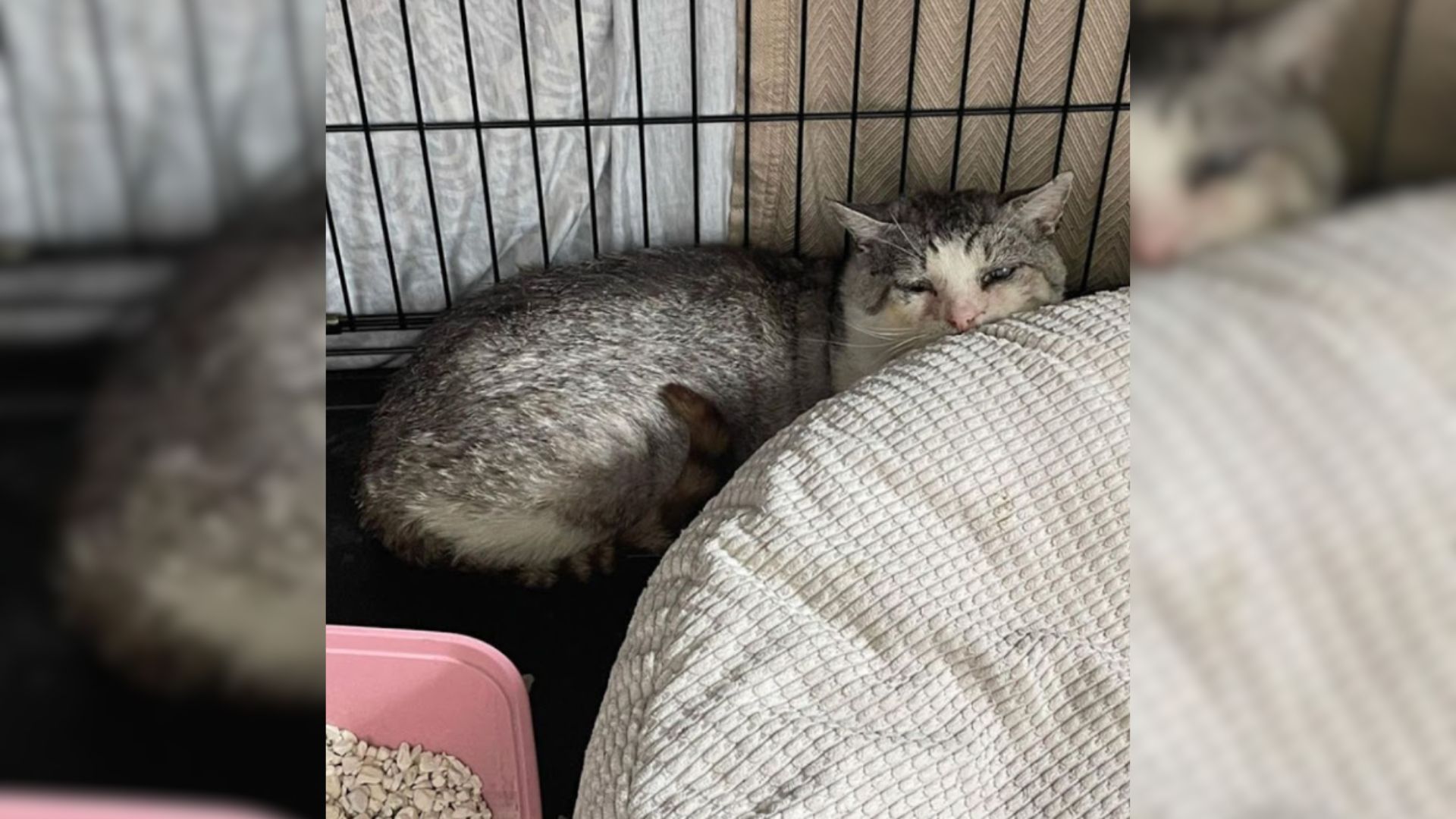 traumatized cat