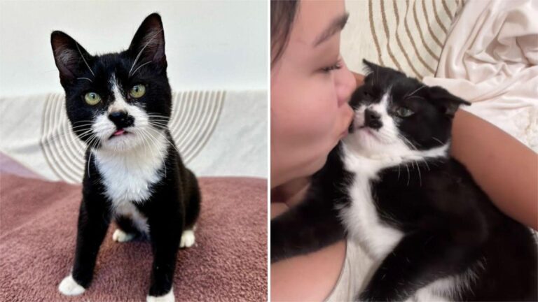 cats first kiss