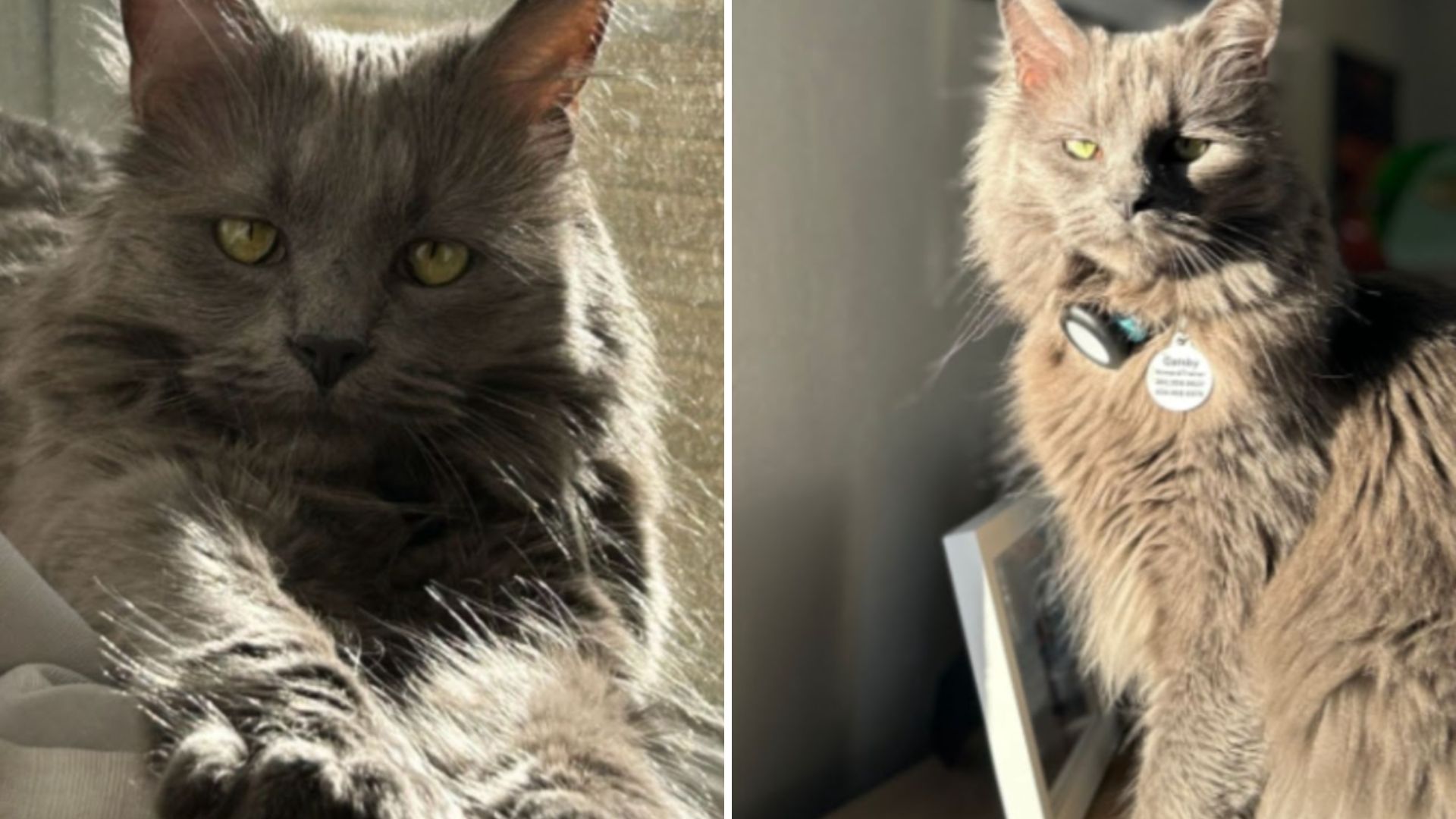 nebelung cat